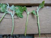 Boutures Chysanthème réussie