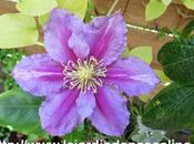 Semis Clématite
