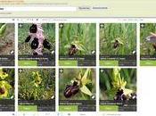 Pictoflora, base données libre regroupant plus images plantes