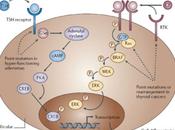 Redondance rétrocontrôle signalisation régulation récepteur activité tyrosine kinase