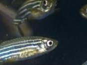 NEUROFIBROMATOSE: petit poisson pour grand espoir traitement Cell Reports