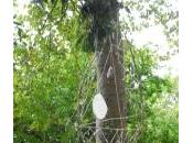 Génie Jardins, 2014