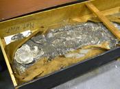 Noé, squelette vieux 6500 redécouvert dans sous Penn Museum