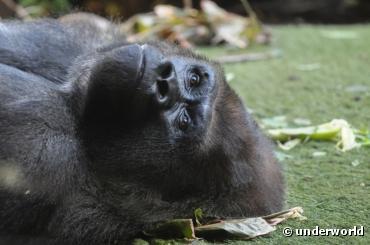 La moitié des animaux sauvages ont disparu de la planète en 40 ans