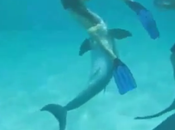 dauphins sont gros pervers