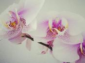 J’ai testé effet fleurs