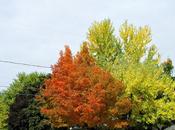 journée d'automne....