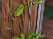 kalanchoe Pinnata fleurit pas....