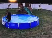ours fait trempette dans piscine familiale (Vidéo)
