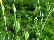 Crepis élégant