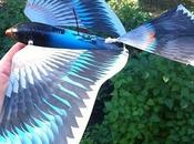 Avitron 2.0, l’oiseau bionique télécommandé