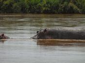 finalement... hippopotames