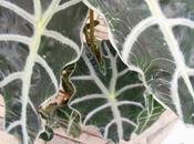 Alocasia poly