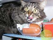 chats pris flagrant délit gourmandise