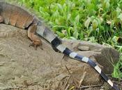 IMAGE JOUR: Iguane vert