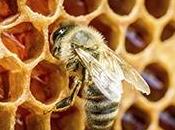 miels sont contaminés microplastiques