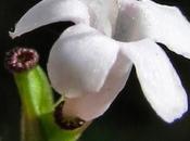 Fleur fruit Valériane