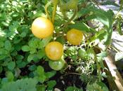 Encore tomates octobre