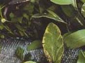 Minceur Essentielle Grande Cuisine Santé