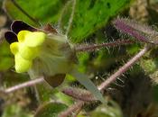 Délicates fleurs Linaire bâtarde