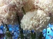Avez-vous déjà chrysanthèmes boules fleurs coupées chez vous