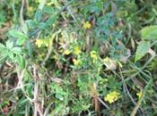 Jasminum nudiflorum fleurit déjà