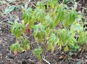 Elsholtzia stauntonii