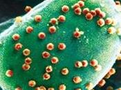 NEURO: virus l'algue verte vient grignoter notre cerveau PNAS