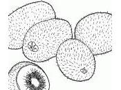 dessin kiwi