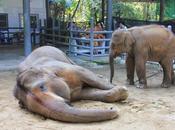 Chiang-Mai elephante tuée guêpes