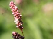 Persicaria Capreolus