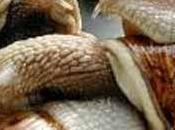 Gros escargots Vendée fricassée poulet l’ancienne