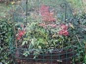 Mise sous grillage nandina fusain
