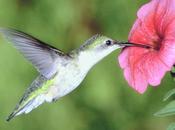 COLIBRI Dominique GUESDE, Pointe-à-Pitre, 1979