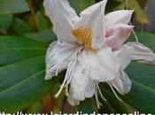 Bouture d'oeil Rhododendron