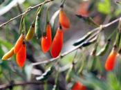 Goji, attendant production