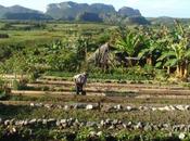 Cuba, pays l’agroécologie vraiment appliquée
