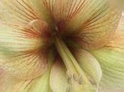 Amaryllis Hippeastrum, très belle fleur coupée pour fêtes
