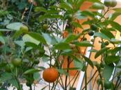 Maquereaux calamondin