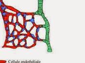 #vascularisation #endothélium Régulation morphogénèse tissulaire signaux émis cellules endothéliales