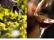 découverte vins Bourgogne E-learning
