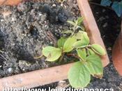 Bouture bois Seringat