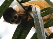 Voyage Pérou Amazonie pirhanas