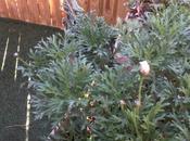 Anthémis fleur janvier