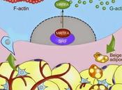 #Cell #MRTFA #UCP1 #myocardine #adipocytes Facteur Transcription Relié Myocardine Soumet Régulation Conversion Cellules Progénitrices adipocytes Beige