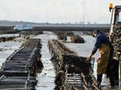 Charente-Maritime toujours fortes mortalités d’huîtres