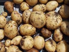 Pommes terre autres tubercules choix pour cette année