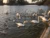 Canards bord Daumesnil