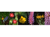 jardin botanique Lyon collections plantes