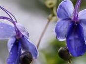 Plante tropicale fleur bleue: rotheca